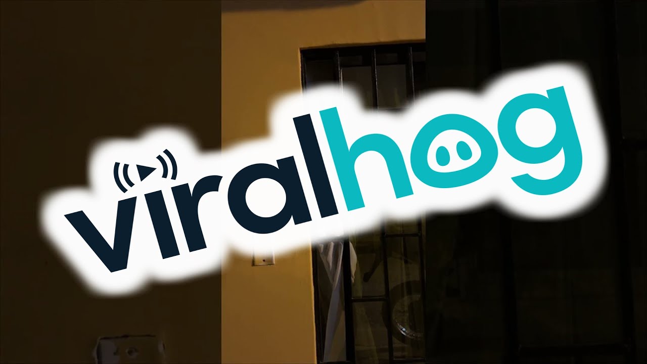 Cat Presses Face to Window Curtain || ViralHog