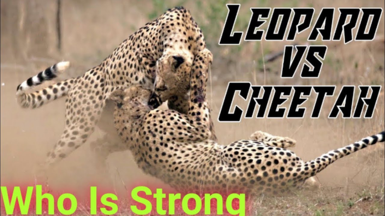 leopard vs cheetah real fight hungry leopard - YouTube