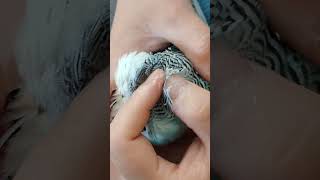 Byron is full of pinnies