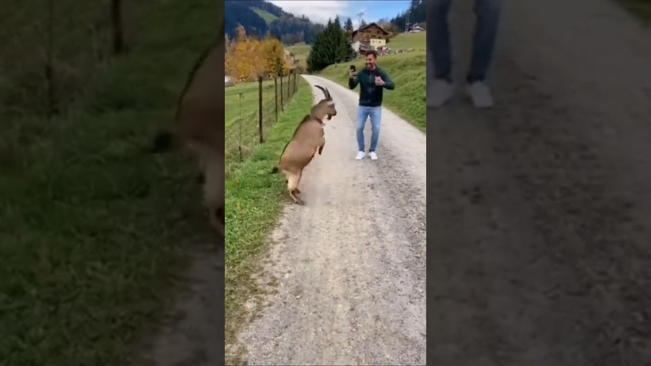 The Crazy Goat That Attacks Everyone — Funny Animal Caught on Camera 😂🐐