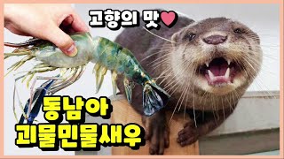 수달에게 최대 40cm까지 크는 괴물민물새우를 줘봤습니다 | 고향의 맛을 찾아서! 동남아 징거미새우 양식장에 다녀왔습니다.