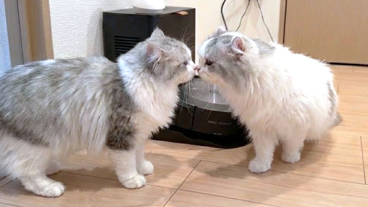 生まれて初めてかわいいメス猫と出会ったオスの子猫がまさかのこうなった…w