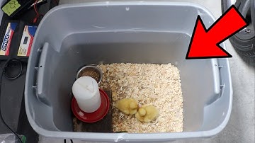 Cleaning Ducklings MESSY Brooder |Julia & Olga|