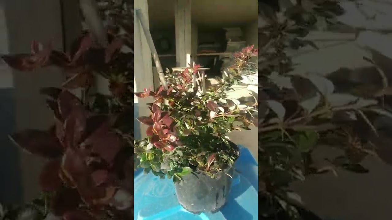 барбарис вечнозелёные фрикато.