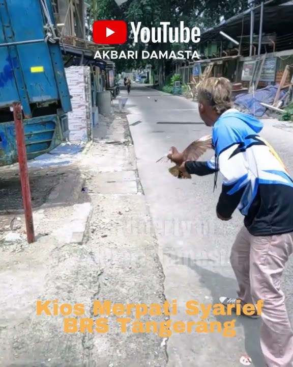 Pigeon Kiosk Syarief Brs Tangerang #shortvideo #shorts #pigeons #shortvideo