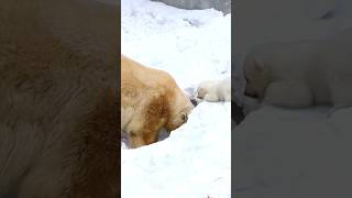 Criaturas Mais Impressionantes Do Ártico