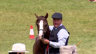 Merlod Cymreig - Pencampwriaeth Stoc Ifanc | Welsh Ponies - Youngstock Championship