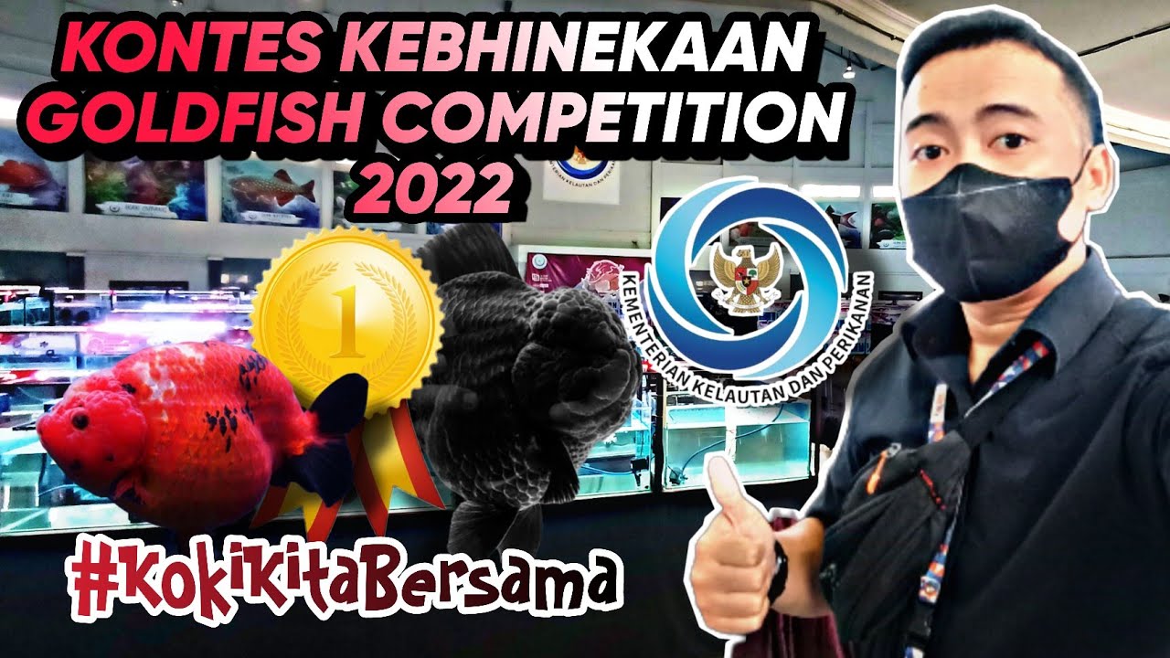 Competitive Goldfish KONTES KEBHINEKAAN GOLDFISH COMPETITION 2022 @kmkimaskokiindonesia2025 ...