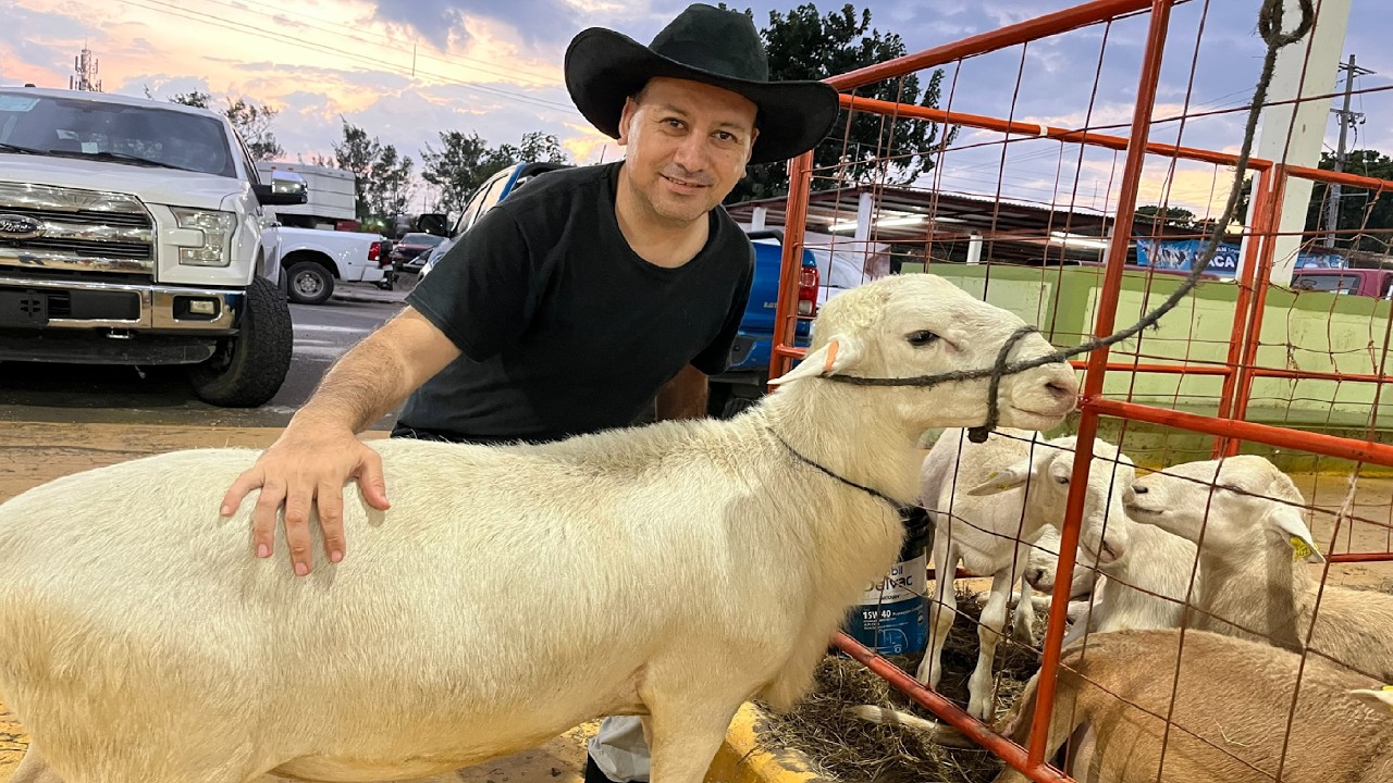 Borregos Katadhin Alta Genética en razas de ovejas y sementales sheep Katadhin