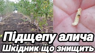 картинка: 6.10.25. Шкідник що знищює аличу як підщепу.