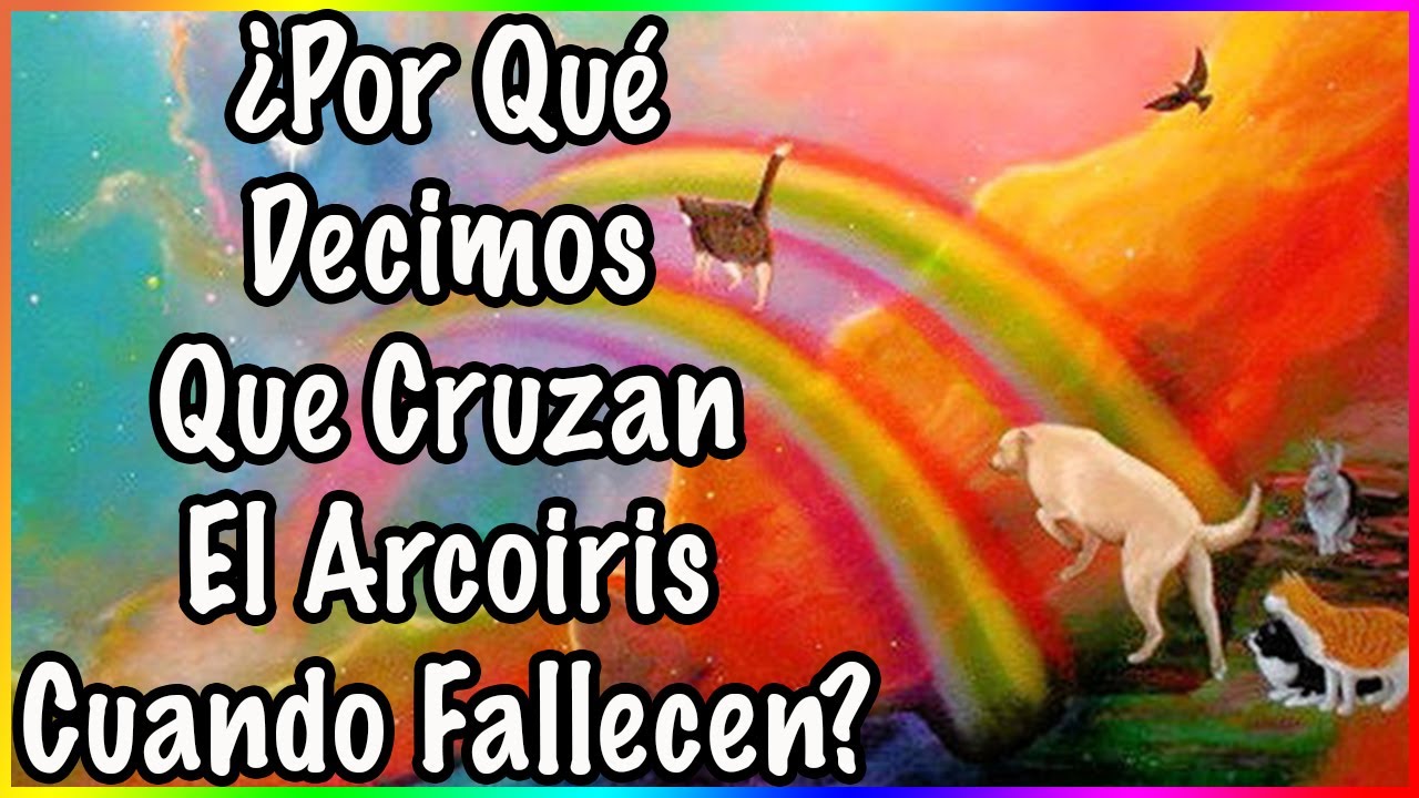 EL PUENTE DEL ARCOIRIS DE LAS MASCOTAS - SiamCatChannel