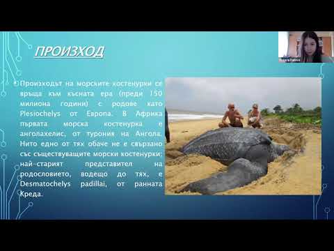 Водни костенурки -  Виктория Попова 4 Б клас