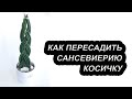 Как пересадить сансевиерию Косичку / Цилиндрическая сансевьера