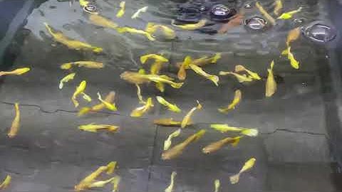 Full Gold size cối, vàng khè | Cá Cảnh Nhật Toàn Gò Công 0977022281