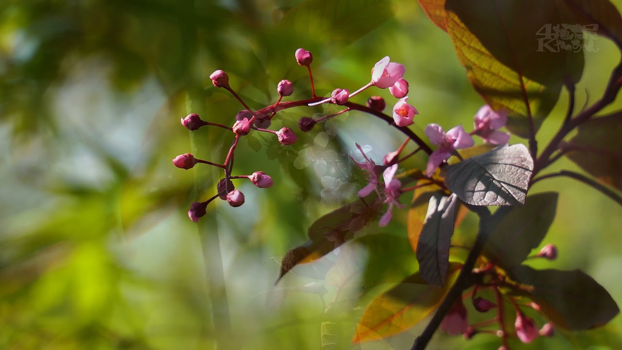 蝦夷上溝桜