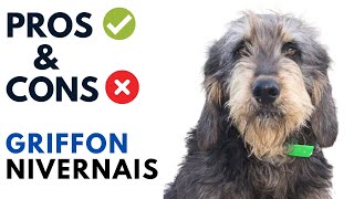 Griffon Nivernais Pros and Cons | Griffon Nivernais Dog Advantages and Disadvantages