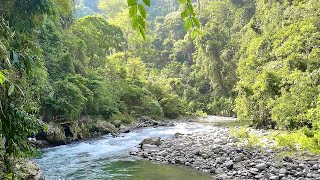 Beautiful Summer Forest Sounds, Fantastic wild Birds Chirping, Babbling Brook, Nature Sounds