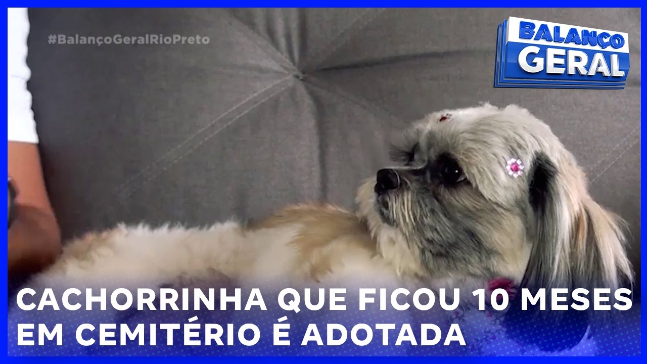 Amor e solidariedade: cachorrinha que ficou 10 meses em cemitério é adotada