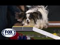 Lark the Papillon flawlessly executes the agility run to win the 8" class | FOX SPORTS