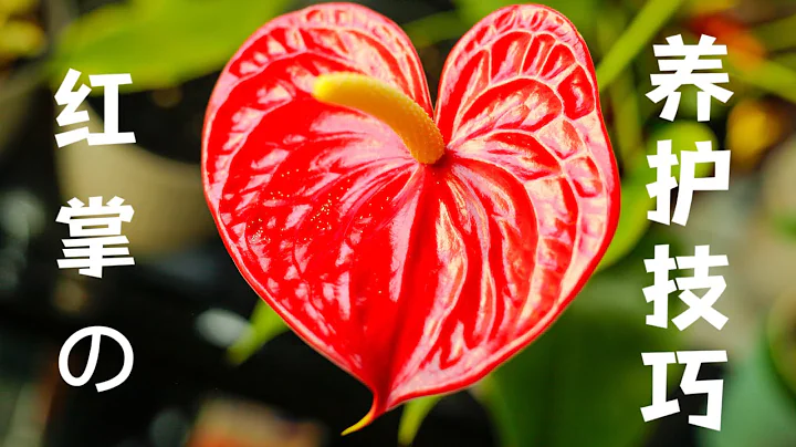 红掌这样养，一年四季开花不断，简单几步越开越旺 Anthurium Plant Care - 天天要闻