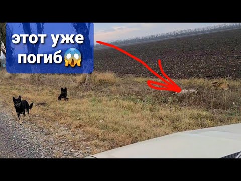 Выкинули 4 собак на мороз в поля😱один уже погиб. Вы что НЕЛЮДИ творите?