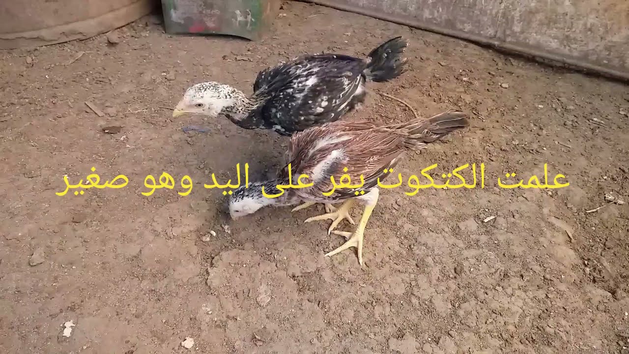 علمت  الكتكوت الهندي من هو صغير  يلعب على اليد و اجابه عن الاسئله عندي الفرخه بتبيض 60 بيضه ايه الحل