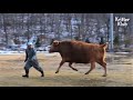 Grandpa Who Saved A Nearly Dying Calf Ended Up Like 'This' After 2 Years (Part 2) | Kritter Klub