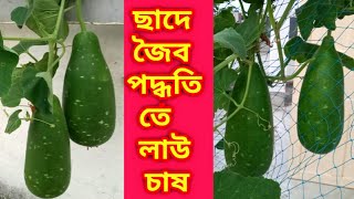 সম্পূর্ণ জৈব উপায়ে ছাদে লাউচাষ পদ্ধতি|Growing Battle Gourd Fast and Easy