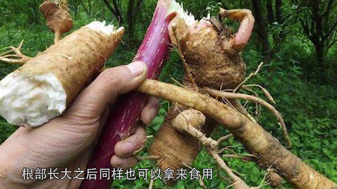 农村一种山萝卜 被农民当做土人参 叶子是上好野菜 你见过吗 Youtube