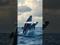 Whispers of the North Pacific: A Humpback Odyssey