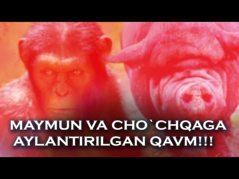 Maymun va cho`chqaga aylantirilgan qavm!!!