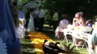 Dog crashes wedding ceremony!