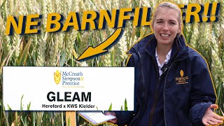 Gleam Winter Wheat Variety 2023: The North East England Grower’s DREAM!