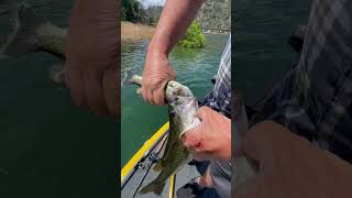 Two Bass Found Mouth Locked After Failed Predation
