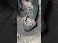 मेटल डिटेक्टर के साथ खजाना शिकारी#trending #cave #mystic #metaldetecting #animalcraft #treasuretrove