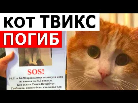 Найден мёртвым Кот Твикс, которого Проводница выбросила из вагона в Кирове