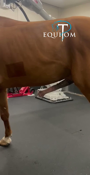 La sédation chez le cheval peut avoir de drôles d’effets 🙈 #cheval #horse