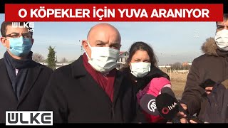 Ses Telleri Kesilen Köpekler Sahiplendirilecek