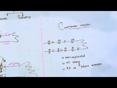 Types of Nerve Impulse|Nerve impulse and its types|Saltatory nerve