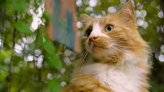 Take The Catio Tour Of A Cool Cat's Tiny House | Zillow