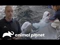 Dos ballenas belugas se suman a la familia | El Acuario | Animal Planet