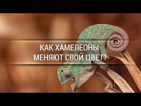 Как хамелеоны меняют свой цвет? [Veritasium]