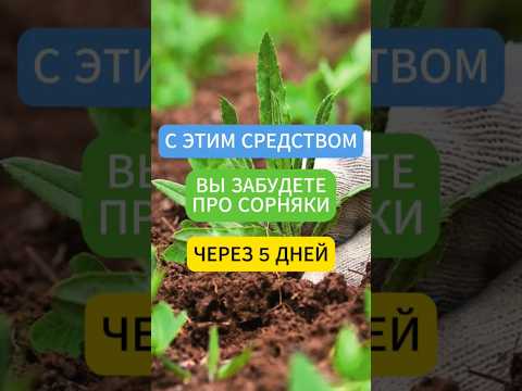 Сорняки Погибнут За 5 Дней Огород Дача Сорняки