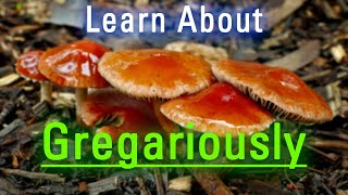 What is Gregariously | How to Say Gregariously in English | How Does Gregariously Look