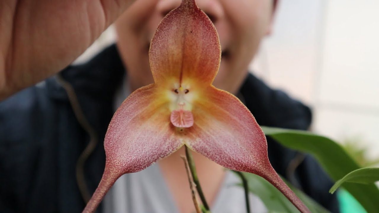 Primeras Orquídeas del 2021 y Curso de Cultivo in vitro de Semillas de Orquideas en Casa