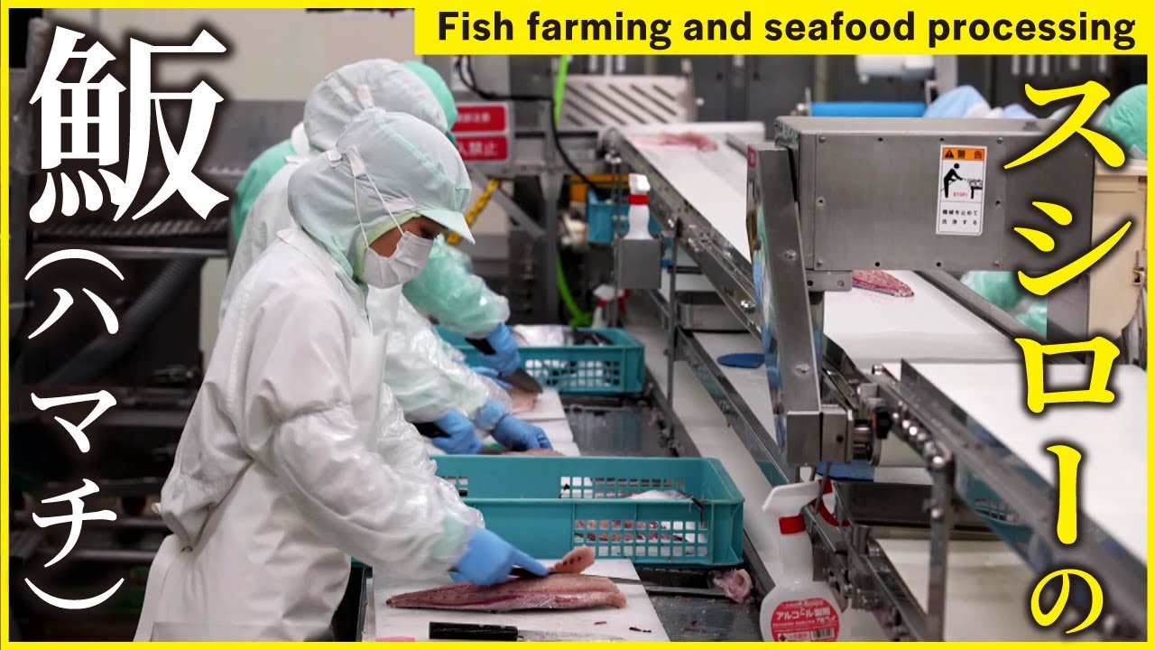 【スシローのハマチができるまで】尾鷲物産の養殖→活〆・神経〆→真空パック7分｜三重・尾鷲の生簀350基 工場見学