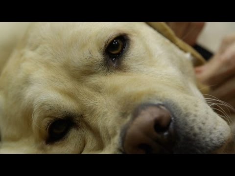 Vídeo: Avanços Na Tecnologia Médica Permanecem Inatingíveis Para Alguns Donos De Animais De Estimação