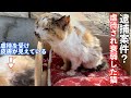 【保護猫】１.７kgのガリガリの成猫を保護したら虐待された猫だった