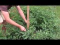 My #1 Choice For Staking Tomatoes In A Raised Bed