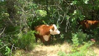 Raising Miniature Herefords and cross-bred Red Angus & Red Lowline